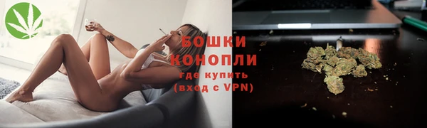 прущие грибы Костерёво